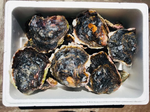 奥能登！　里海の恵み！　穴水産濃厚　岩牡蠣（生食用）　15個　＜300g～400g/１個＞：Mサイズ