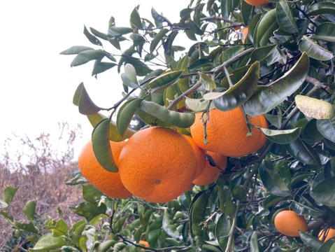 訳あり熟成◆八朔◆農薬不使用
◆2㎏