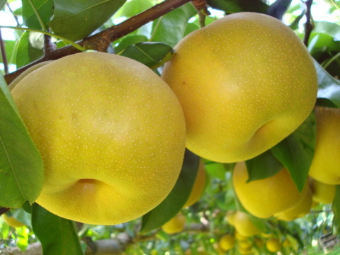 幸せな味わい「幸水梨のご予約　ご好評販売中　長野県産　訳あり　家庭用3キロコース