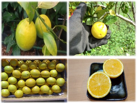 2種の香酸柑橘セット　リスボンレモンと種なしカボス　農薬不使用
