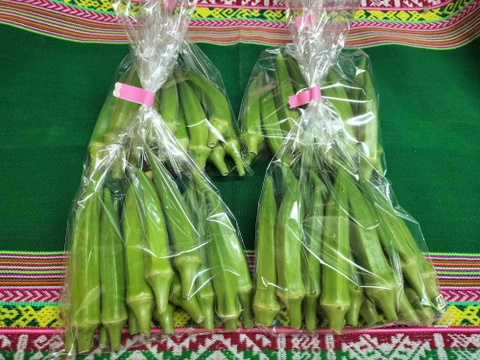 オクラ120本　発送タイミングおまかせ