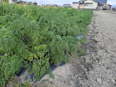 【冬期限定】博多の甘さが詰まった！冬ニンジン　約10本　1.9kg