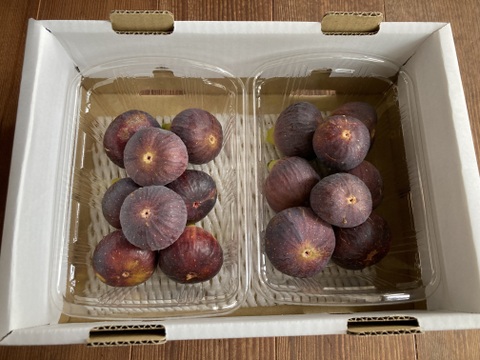 西洋いちじく2品種詰め合わせ ロードス約300g×2パック　ビオレソリエス 約300g×2パック　 【栽培期間中農薬.化学肥料不使用】