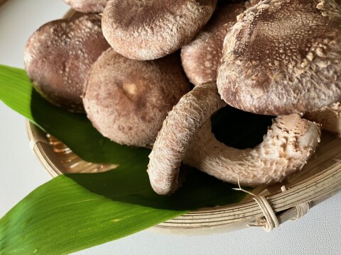 旨味たっぷり！北海道産 厚切り乾燥しいたけ 100g×3袋