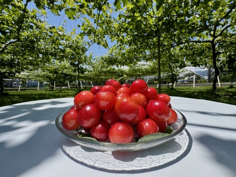 さくらんぼ【紅秀峰】800g