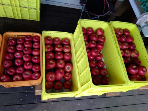 【信州飯綱産シナノスイート】甘くてシャキ！シャキ！（５ｋｇ）