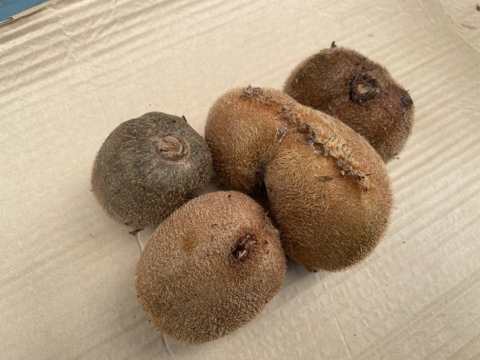 【訳あり品】農薬・化学肥料不使用、　熟成で甘みが乗ってきたグリーンキウイ5ｋｇ