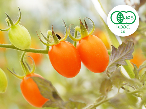 有機ミックスミニトマト【赤・オレンジミックス１㎏】