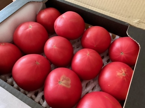 〈訳あり〉【北海道産】🍅樹上熟3段採り🍅桃太郎トマト2kg箱満杯詰め