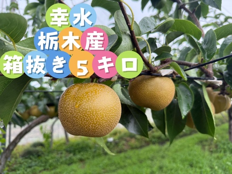 幸水　栃木産　5キロ箱抜き