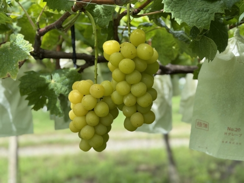 ぶどう食べ比べ『シャインマスカット、マスカサーティーン』1kg〜1.1kg