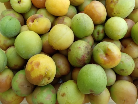 子供に食べさせたい🍑【ばぁばのモノスゴイ旬の青梅❗❗】自然栽培約4㎏✨✨✨