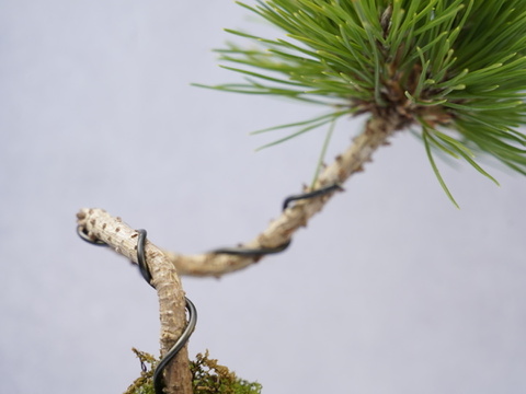 ミニ盆栽【黒松✖️竹器】高さ24cm × 横16cm