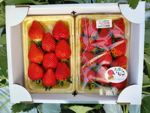 ワイン堆肥で栽培！　べにたま『埼玉いちご』　2パック詰め中粒」
環境保全に取り組みながら「美味しいだけじゃない苺」を栽培
地域資源循環型農業で有機ゴミを有効活用できる「いちご特別栽培」認証！