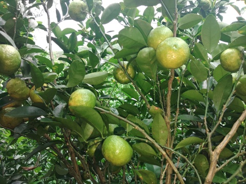 フルーツシークヮーサー（2kg）