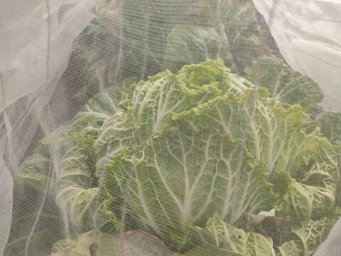 ✨農薬・化成肥料不使用の新鮮白菜「魂の白菜」特大サイズ×1玉+下仁田ネギ+旬のお野菜✨