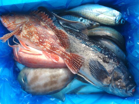 箱いっぱい！深浦の天然鮮魚セット（80サイズ）【母の日ギフト】などにもどうぞ！