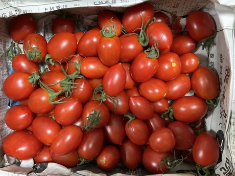 愛媛県産  高糖度ミニトマト 1kg
