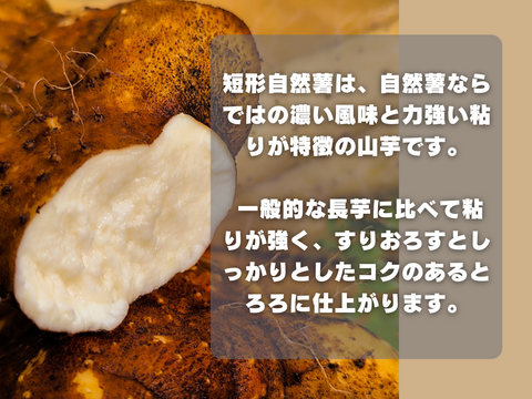 【使い切りセット】ネバリスター1kg＆短形自然薯1kg｜粘りの違いを楽しむ