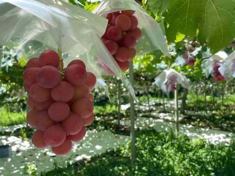 【リピーター続出】赤色ぶどう“クイーンニーナ”（1㎏・約2房）