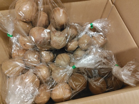 【毎日のフルーツに】福岡県八女産アップルキウイ 約6kg｜５５個以上｜ご家庭に一番おすすめ｜ 食べやすいサイズ中心（約111〜145g）｜農薬・化学肥料不使用