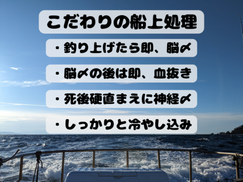 日本海の至高！新潟県粟島産＿寒ブリ「8~10kg」