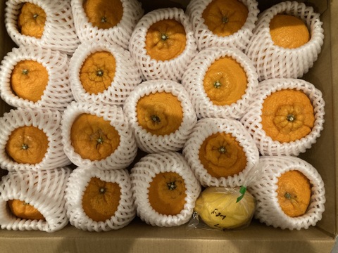 甘くて爽やかな「不知火」（デコ）4㎏（M-L・箱込）静岡県から産地直送