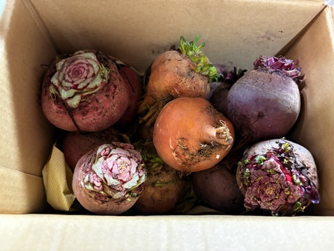 【2kg】赤穂ビーツ 3種食べ比べセット‼️ 迷ったら全部食べて