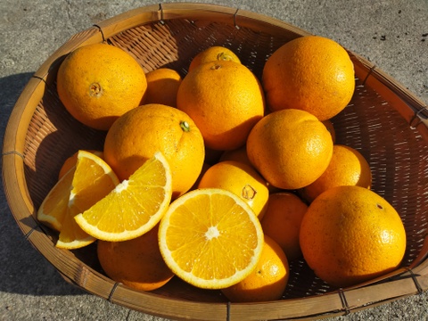 【期間限定】ジューシーな大三島ネーブルオレンジ(5kg)