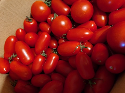 暑〜い夏でもパクパク食べちゃう！うんま〜いミニトマト大盛り(2kg)