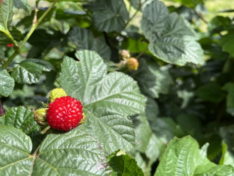 珍しい木苺【レッドドリーム】自然栽培で大切に育てました (1kg)