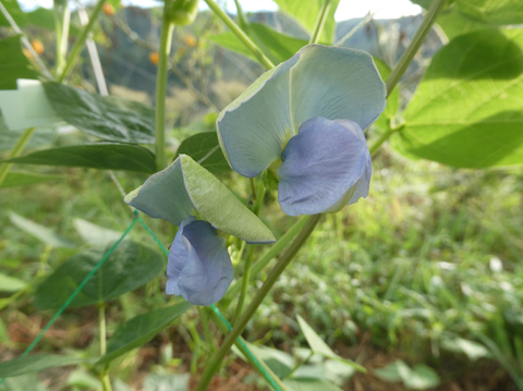 シャキシャキ食感『シカクマメ（四角豆）』（岩手県産）200g