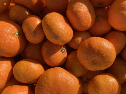 【訳ありだけど美味しさそのまま】甘平 3kg 愛媛県産