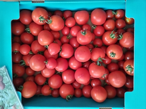 冷蔵便✨訳あり✨ファンゴッホ3kg（中玉トマト）15%増量中！規格外・キズ・変形・ヘタなし