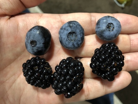 ワインのような深み！大人のブラックベリー｜収穫当日に冷凍 (1kg)
