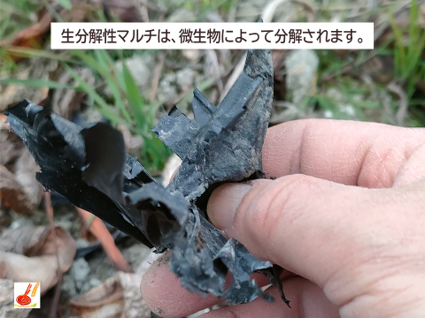 皮ごと茹でて✨美味しい ✨小ぶりな里芋1kg(セレベス:赤目芋)｜農家直送✅｜家庭用🎁❗️