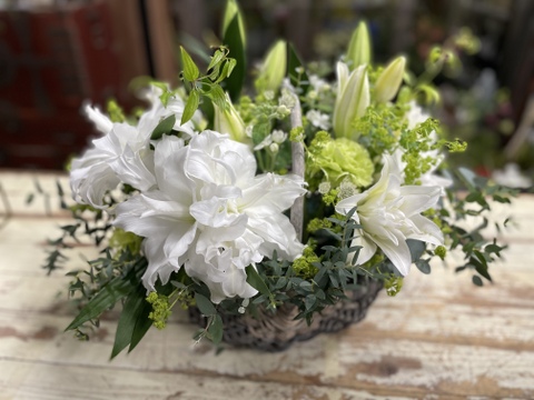 白八重新品種【アンジェラ】香りが抜群に良い❤花弁もしっかりしています！！mikiおすすめ品種♥