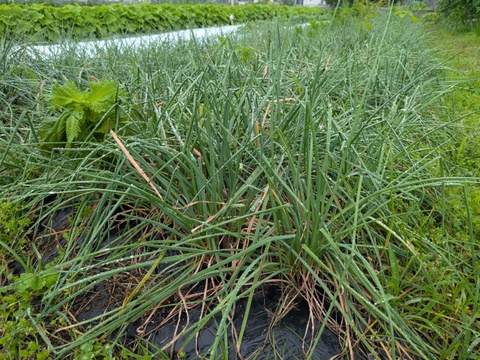 博多のシャキシャキらっきょう　1kg　福岡県産