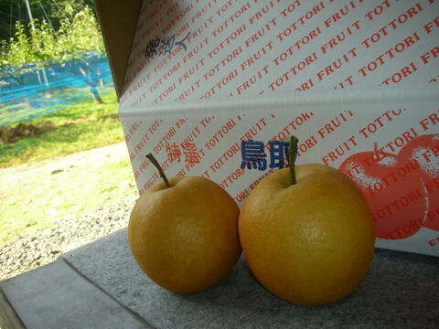 鳥取産・新興梨３ｋｇ（６～８玉入り）