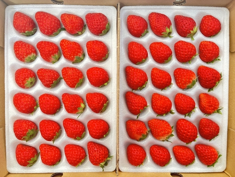 【ギフトにも最適】紅ほっぺ Lサイズ（48粒）500～600ｇ "販売中"