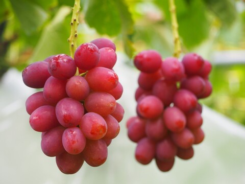 シャインマスカット＆クイーンルージュ　人気品種が1度に楽しめる夢のセット！