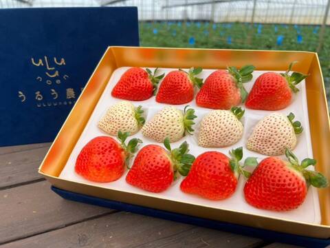 紅白極上あまおう400ｇ　～ベロアギフトボックス～【冬ギフト】