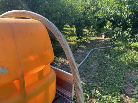 たっぷり家庭用わがままボディ♡もも♡山形県産あかつき♡