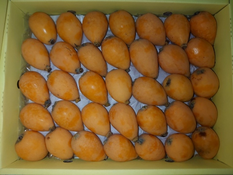 とれたて！びわ《ワケあり》　1.5kg(茂木)