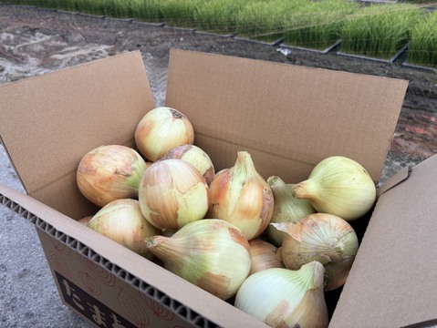 【産地直送】淡路島産甘みたっぷり！ターザン玉ねぎ約5kg