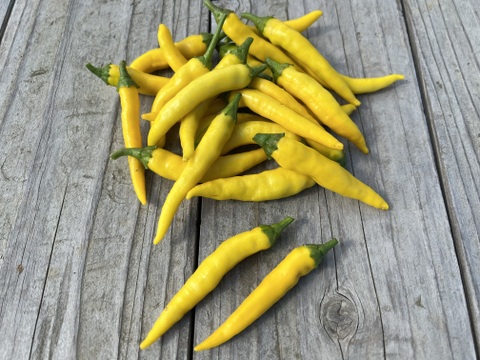 オーガニック生黄色🟡唐辛子🌶️【有機JAS認証取得】100g Organic Fresh Yellow Chili