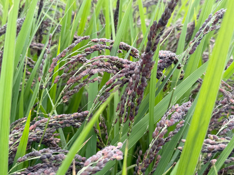 【令和7年】アクネモチ・緑米もち玄米（1kg）【栽培期間中　農薬・化学肥料不使用】