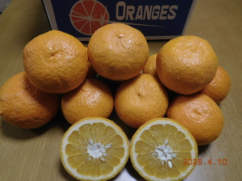 伊豆の自然で育った「新甘夏」「紅甘夏」ﾏｰﾏﾚｰﾄﾞづくりにも好評!　　　　　　　　1２個入り  ／　約4.0㎏