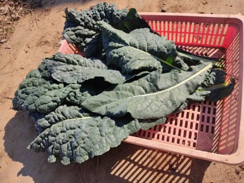 ✨農薬・化成肥料不使用の珍しい野菜カーボロネロ200g+小松菜500g✨