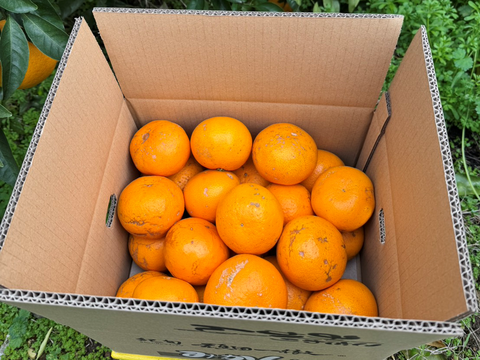 甘くて爽やかな希少柑橘🍊ご家庭用 春峰【サイズ混合・5kg箱】